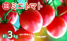  完熟収穫 ミニトマト 約3kg