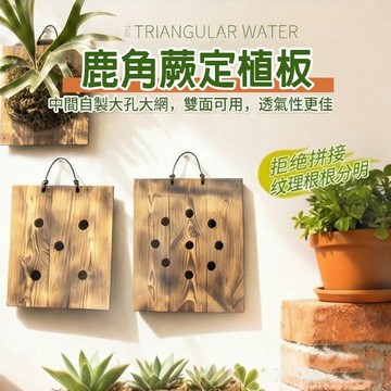 鹿角蕨木板【隔日到貨】鹿角蕨板 蕨類上板 植床板 上板神器 鹿角蕨 植生板 上板 樹皮板 鹿角蕨植床