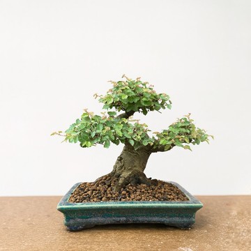 小品盆栽・日本櫸