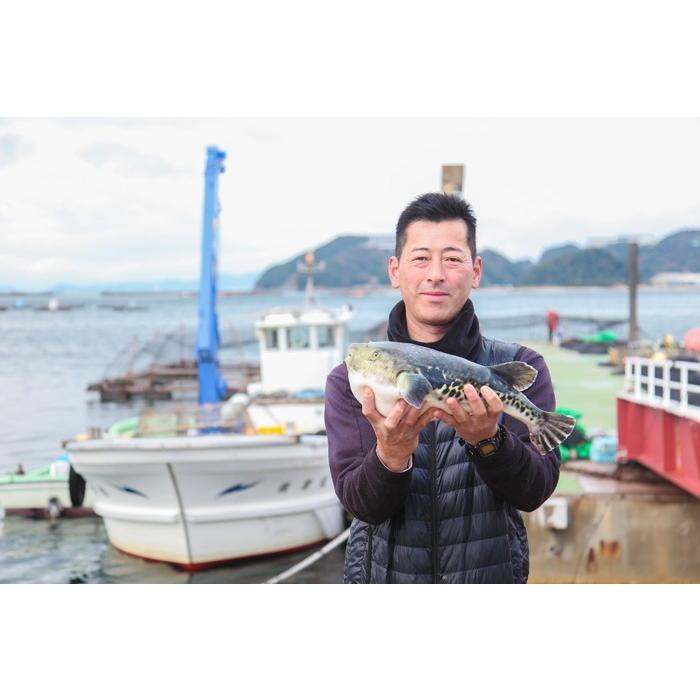 増量 活てっさ 3年とらふぐの フグ刺し (約3-4人前) 淡路島３年とらふぐ 若男水産