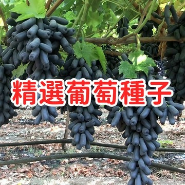 【精選葡萄種子】台灣巨峰葡萄籽 紅地球葡萄種子 無籽綠葡萄籽 麝香葡萄籽 盆栽種植 家庭園藝 自種葡萄 發芽率高 易種植
