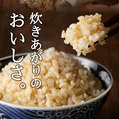 ふるさと納税 焼津市 令和5年産新米 玄米 5kg コシヒカリ(a10-596)