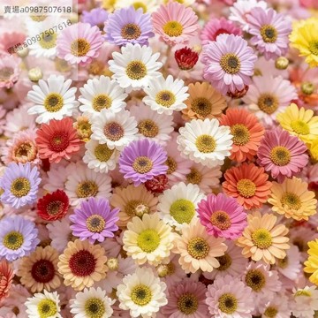 現貨 除蟲菊（50粒）四季種植 年年爆盆 新款爆款除蟲菊 耐寒耐熱 庭院盆栽陽台多年生 四季生翠菊防止蚊蟲種子