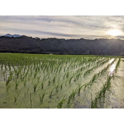 ふるさと納税 白州米 亀の尾『玄米』3kg 山梨県北杜市