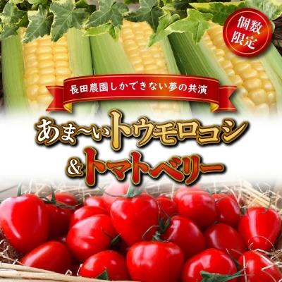 ふるさと納税 碧南市 あま〜いトウモロコシトマトベリー　長田農園しかできない夢の共演　H004-158