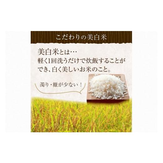 ふるさと納税 京都府 京丹後市 令和5年産 新米 美白精米 丹後こしひかり 5kg 1等米