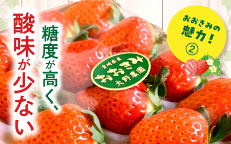 宮崎県産イチゴ「おおきみ」3パック1080g以上：36粒～45粒） いちご 苺