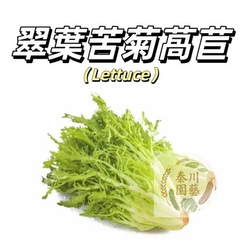 嘉義現貨（翠葉苦菊萵苣種子WJ-4 ）花葉開叉甜油麥菜種子~甜脆沙拉菜種子 耐熱耐寒生吃萵苣種子~農家蔬菜種子葉菜