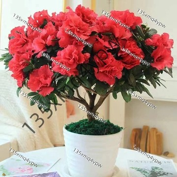 現貨 杜鵑花種子（250粒）四季種植 珍珠杜鵑花種子 盆栽杜鵑花 多色杜鵑花種子 花卉種子 鮮花種植 小院陽台種子多年生