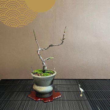 日本臥竜梅∣珍稀小品梅花盆栽 花芽多已膨脹