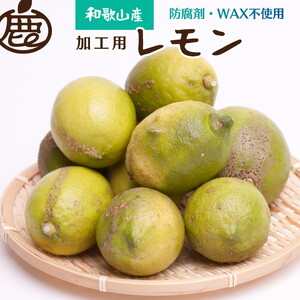 ＜先行予約＞加工用　黒潮レモン4.5kg 135g（傷み補償分） ※着日指定不可 ※北海道・沖縄・離島への配送不可 ※2023年9月上旬～2024年4月下旬頃に順次発送予定