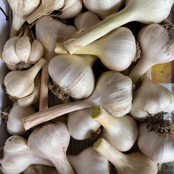 野菜 その他野菜 無農薬にんにく 産地直送