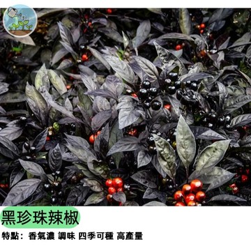 🌶️【辣度破表 超人氣】黑珍珠辣椒種子 觀賞食用兩用 轉色超美 陽台盆栽可種 極辣小果 醃漬料理必備