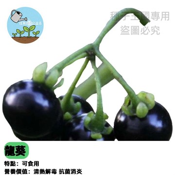 【台灣黑籽菜龍葵種子】黑甜仔菜種子 天茄菜 烏籽菜 烏甜仔菜 山辣椒 野生龍葵 古早味野菜 家庭菜園 盆栽種子