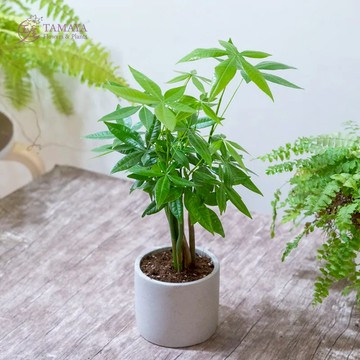 實現抱富願望【玉屋 TAMAYA】馬拉巴栗 客製卡片印製 發財樹 招財納福 辦公室 居家擺設 觀葉植物 淨化空氣 舒心 放鬆 好友 主管 送上祝福 送禮首選 生日禮 職場禮