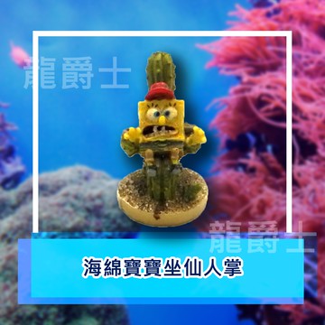 ✨現貨✨[龍爵士水族]水族坐仙人掌 裝飾品 造景 擺飾 飾品 擺件 魚缸造景 魚缸擺飾 魚躲藏Z18