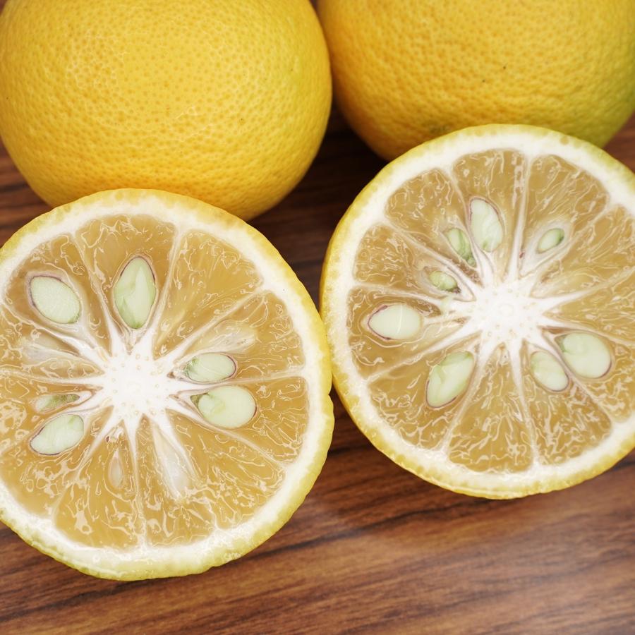 県宇佐市産 黄かぼす  約5kg 25〜35個　柑橘 産直 お取り寄せ