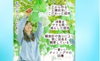 ぶどう 先行予約 信州 長野県産 ナガノパープル 宝石箱 厳選 36粒 葡萄 ブドウ 果物 フルーツ ギフト 贈答 手土産 デザート おやつ 2023年9月より発送