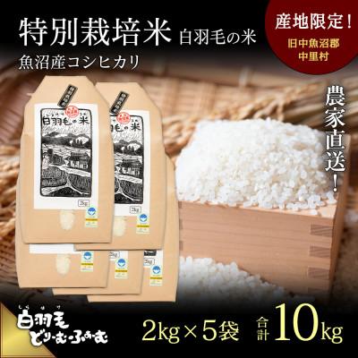 ふるさと納税 十日町市 令和5年産　農家直送!魚沼産こしひかり　特別栽培米「白羽毛の米」精米2kg×5袋