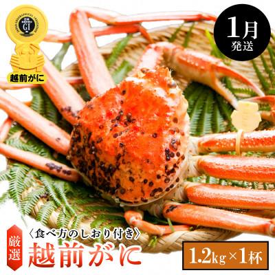 ふるさと納税 越前町 ≪浜茹で≫ 越前がに 特大サイズ(生で1.2kg以上) × 1杯