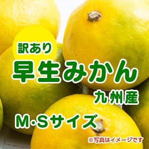 九州産　訳ありみかん１０kg