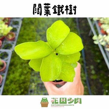 《花田多肉》🌵【闊葉蘇鐵】 3吋盆 戶外植物/園藝/鐵樹/盆栽/觀葉植物/塊根/多肉/多肉植物/龍舌蘭/造景