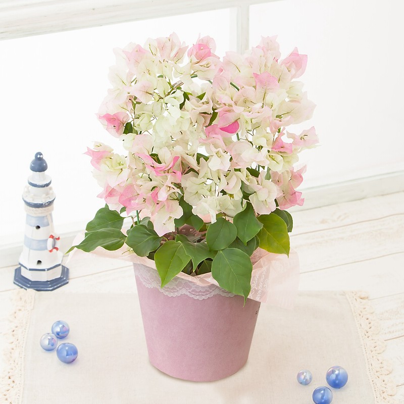 鉢植え ブーゲンビリア ブライダルピンク 花 ギフト プレゼント フラワーギフト 贈り物 通販 Lineポイント最大get Lineショッピング