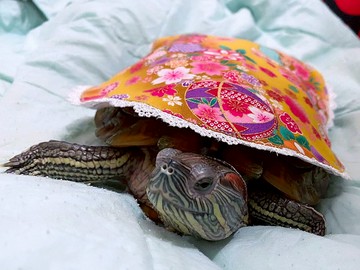 日系碎花 巴西龜專用飾物