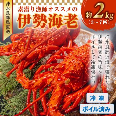 ふるさと納税 和泊町 沖永良部島直送!素潜り漁師オススメのボイル済み冷凍伊勢海老 約2キロ(3〜7匹)