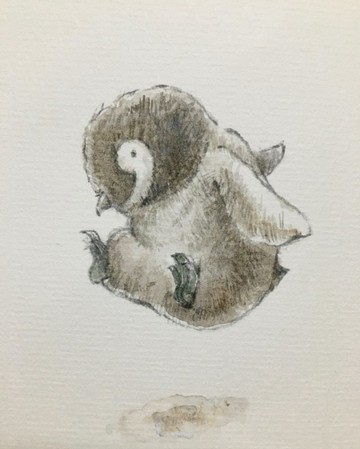 動物插圖