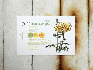 在地花草明信片 - Day 03 小星星