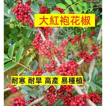 🌱早熟高產 大紅袍花椒種子HJ-1 耐寒 耐旱 高產 土壤要求低 易生長  高產 抗病抗旱易種植 高產陽台盆栽蔬菜種子