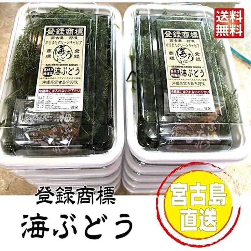 生 海ぶどう 茎付き1kg(250ｇ×4)茎が多いB品です 沖縄 宮古島 直送寒さに弱いため4月末日まで北海道、東北、北陸地方の発送を中止し