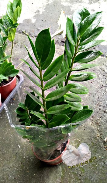 5吋塑膠盆 [中金錢樹盆栽 招財樹 發財樹 ] 室內植物 需光線明亮充足環境~ 辦日照更佳~ 水不用太多~ 送禮首選盆栽