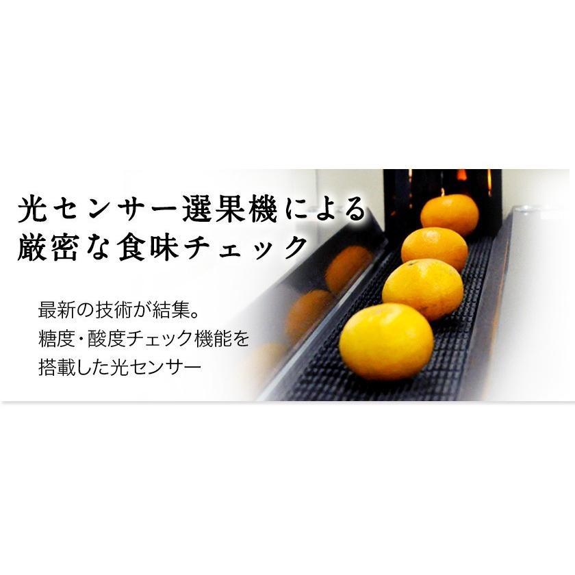 特選熊本みかん 約2kg (M-Sサイズ) みかんギフト 光センサー選果済み 贈答 果物  ギフト プレゼント 11月中旬-12月中旬頃に発送予定