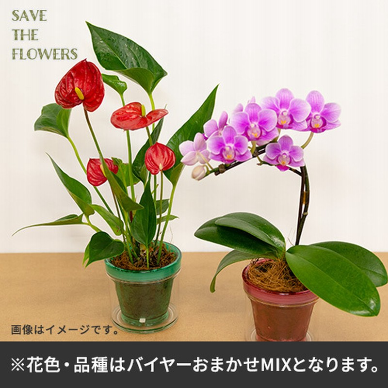 バイヤー厳選 花鉢２鉢セット ラン 鉢物 観葉植物 通販 Lineポイント最大7 0 Get Lineショッピング