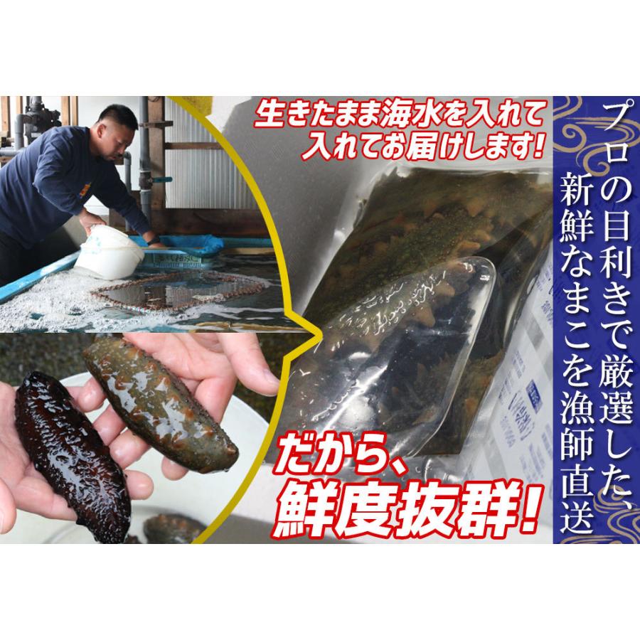 青森県陸奥湾産 ナマコ と ホタテ のセット 送料無料  なまこ ほたて を直送 [※クール便][※他商品と同梱不可]