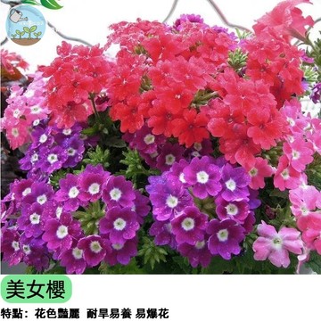 🌸【陽台爆花首選】美女櫻種子 馬纓丹親戚 四季開花 垂吊型 花球爆盆 蜜源植物 招蜂引蝶 易種好養 花色繽紛 陽台庭院綠