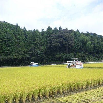 特別栽培米 あわみのり 四国徳島県産100％ おいしいお米 白米10kg （農家直送）令和5年産 新米