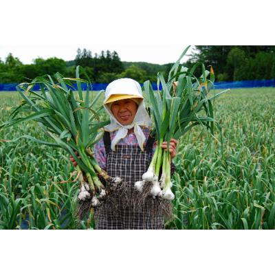 ふるさと納税 田子町 熟成黒にんにく　田子の黒Lサイズ6個入り(化粧箱)