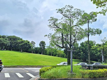 小巢麗真內科商辦中心單層獨戶｜台北市內湖區陽光街