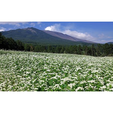 ふるさと納税 信州そば　半生麺　8人前（そばつゆ付き） 長野県小諸市