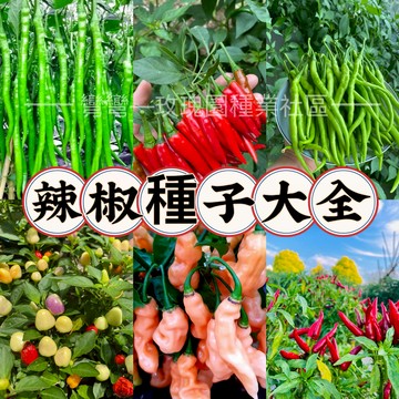 💥熱銷 多種辣椒種子（100粒）五彩辣椒 甜椒 朝天椒 長線椒 牛角椒 七彩椒種子 四季種植蔬菜種子 陽台庭院盆栽蔬菜