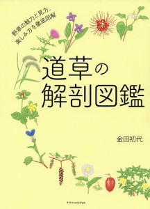 道草の解剖図鑑 金田初代