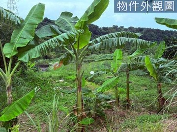 ☪超低總價ღ八連溪小農地｜新北市三芝區舊小基隆段八連溪小段