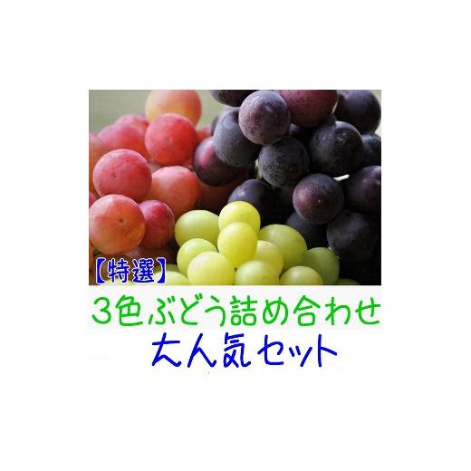 ふるさと納税 和歌山県 有田川町 農家直送 ３色ぶどう詰め合わせ大人気セット 約２ｋｇ