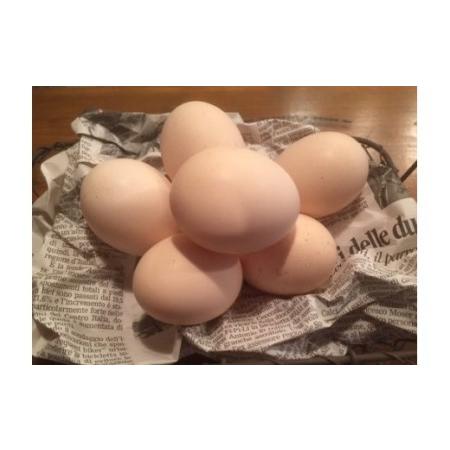 ふるさと納税 ましくんの完全放し飼い土佐ジローの卵　(25個入り×2箱)もみ殻梱包 ブランド卵 タマゴ 高知県土佐清水市