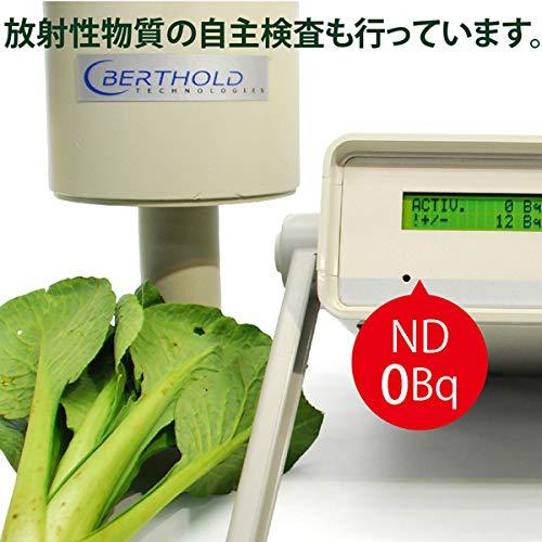 小松菜 1袋500g 国産 無農薬・無化学肥料