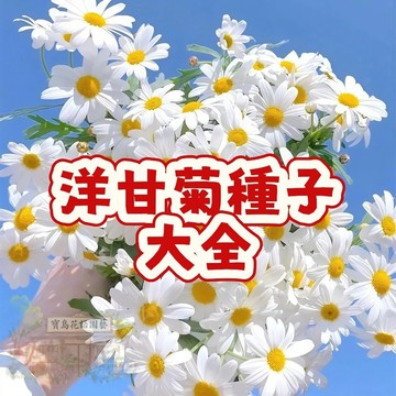 隔日達- （洋甘菊種子大全）  今年新籽 發芽率高 開花爆盆  新手易種 陽台庭院盆栽#超低價