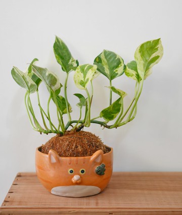 【限量一盆】橘斑貓の龜背芋髮夾 陶植皿